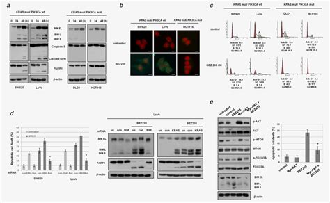 Co Targeting Kras G C And Egfr Reduces Both Mutant And