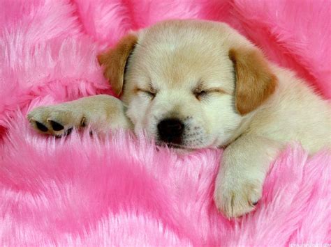 Cute Dog Wallpapers on WallpaperDog