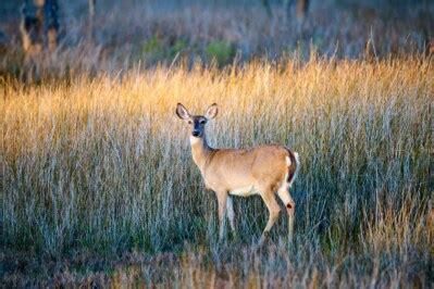 Georgia Deer Hunting: Season Dates, License Requirements, and Outlook - Outdoor Enthusiast ...