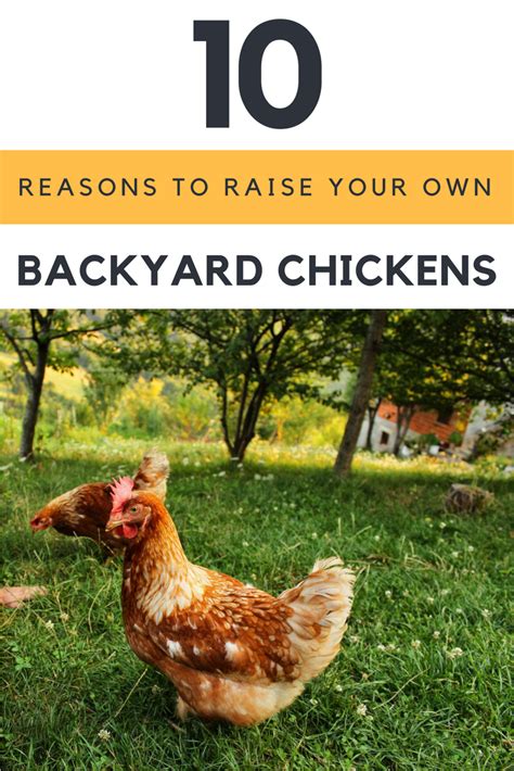 10 Reasons You Need To Start Raising Your Own Backyard Chickens Today