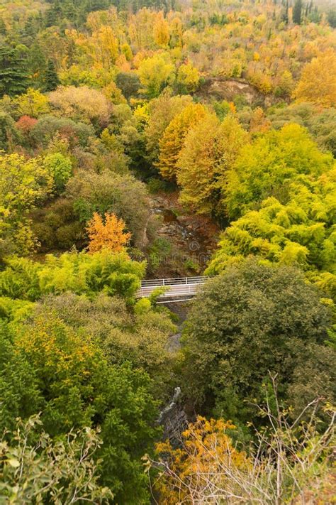 Forest In Georgia Stock Photo Image Of Garden Live 82473456