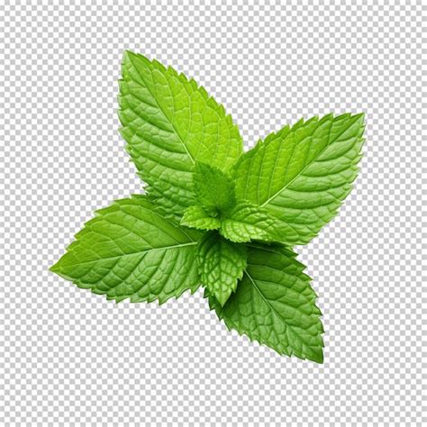 Premium PSD Mint Leaf Isolated On Transparent Background Png Available