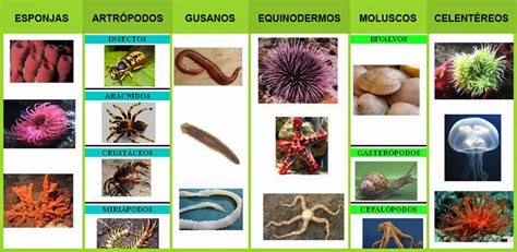 Aprende con Animalia: Clasificación de animales invertebrados