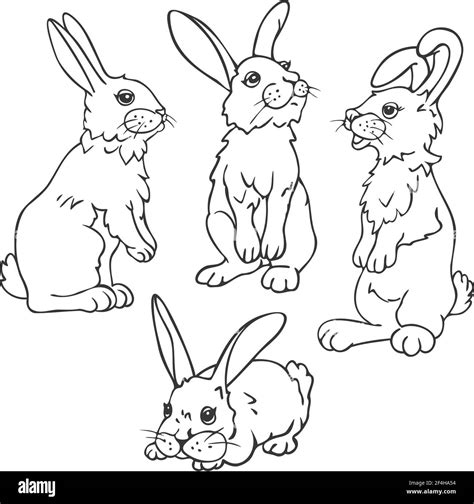 Disegno Coniglio Da Coloraredisegno Lepre Da Colorare Images And Porn