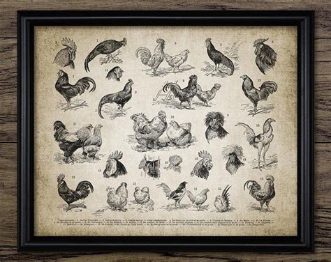 Chicken Breeds Chart Print Vintage Poultry Print Chicken Poster Poultry