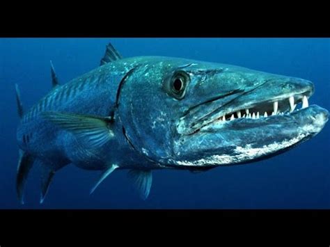 Facts: The Great Barracuda - YouTube