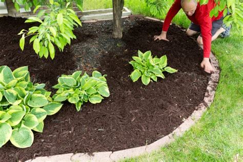 Mulch Installation Service Organic Wood And Rock Mulch For North Texas