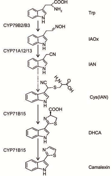 Several P Genes Jointly Involves In The Biosynthesis Of Camalexin In