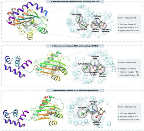 E Pharmacophore Hypothesis Of All The Three Complexes LasR ODDHL