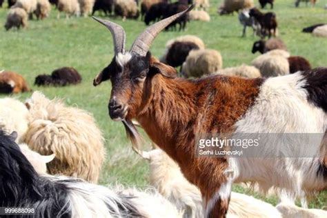 334 Goat Buck Stock Photos, High-Res Pictures, and Images - Getty Images