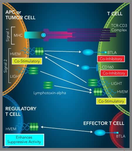 Btla Binding To Hvem Delivers A T Cell Inhibitory Signal Bio Techne