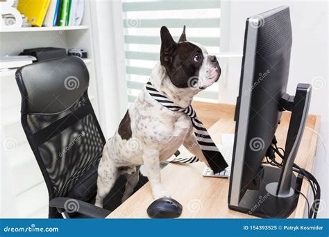 French Bulldog Works On Computer At The Office Stock Image Image Of