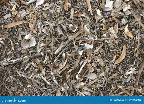 Local Native Australian Leaf Litter With Gum Tree Branches And Leaves