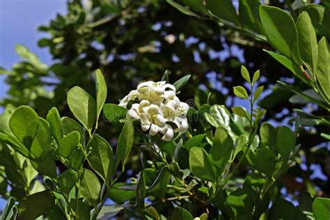 Orange Jasmine Flowers On Tree Murraya Paniculata Stock Image Image