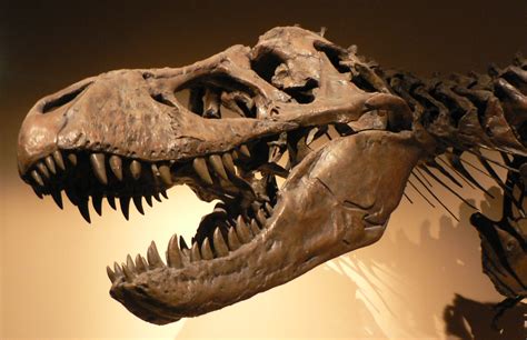 Скелет динозавра Psittacosaurus sp.