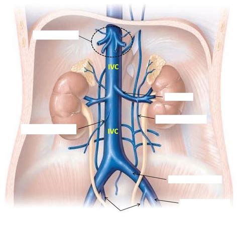 Veins Of The Abdomen Diagram Quizlet