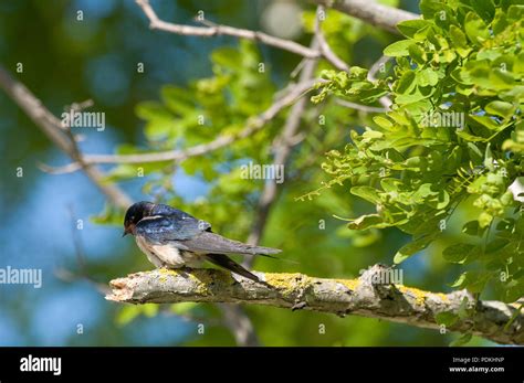 Hirondelle Rustique Hi Res Stock Photography And Images Alamy