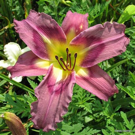 Trahlyta Daylily Unique Beauty Oakes Daylilies