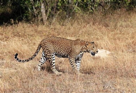 Leopardo srilanqués imagen de archivo Imagen de yermo 33332099