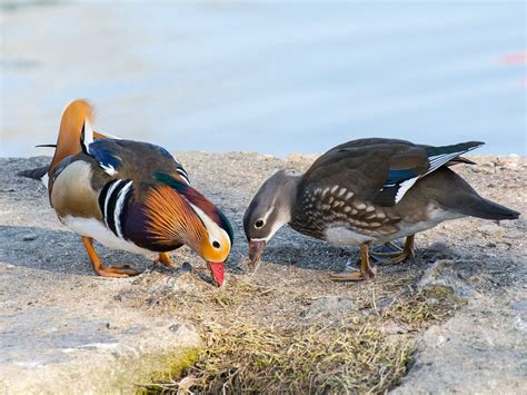 Female Mandarin Ducks (Identification Guide) | Birdfact