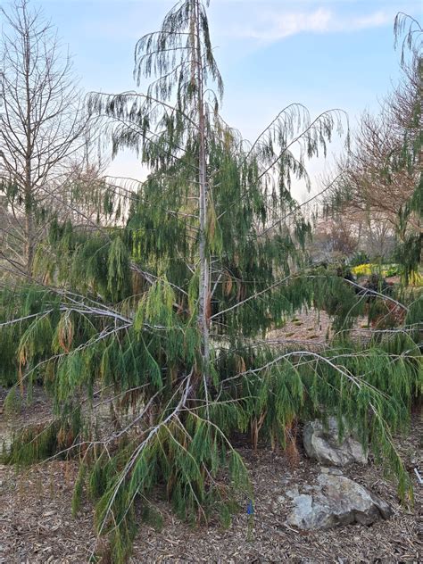 Longing For Lawsons Juniper Level Botanic Garden