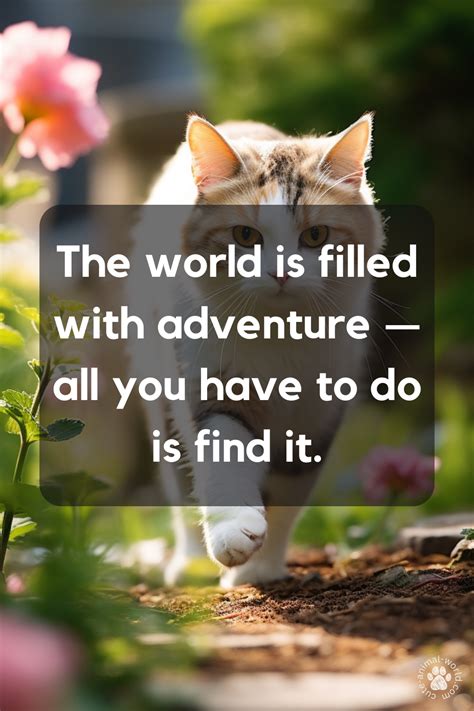 Adventure Quotes and Cats – cute-animal-world.com