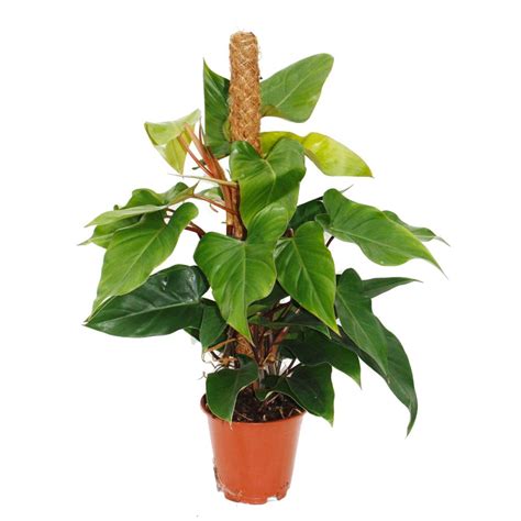 Philodendron Red Emerald Philodendron 19cm Pot