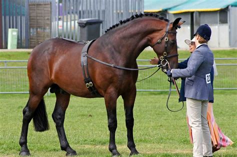 Pura Sangre Inglesa Descubre Su Legendaria Historia Royal Horse