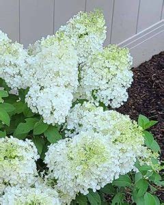 20 Dwarf Hydrangea Varieties For Small Spaces World Of Garden Plants