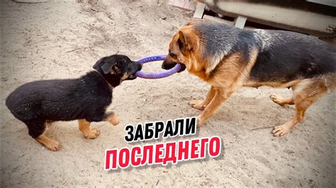 МАМА ПРОЩАЕТСЯ С ПОСЛЕДНИМ ЩЕНКОМ - YouTube