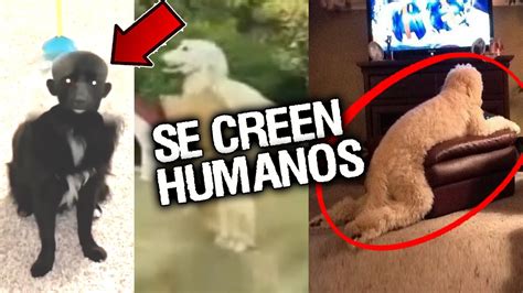 Perros o Humanos Descubre la fascinante relación entre hombres y