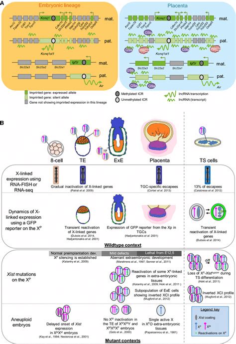 Trophoblast Specific Features Of Imprinted Gene Expression And