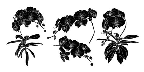 Set Of Isolated Silhouette Orchid Branch Set 1 Stock Illustration