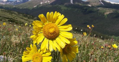 the.arys - gary and mary: Flowers of the alpine tundra, along the Ute Trail