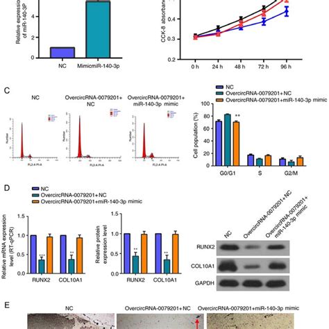 Rescue Experiments Indicates That Mir P Overexpression Reversed