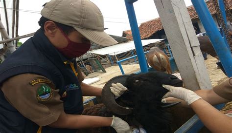 Jalur Distribusi Terhambat Wabah Pmk Kbb Terancam Krisis Hewan Kurban