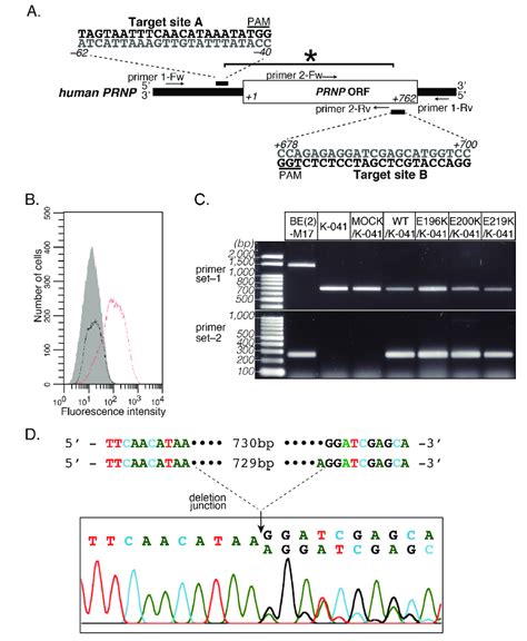 Dual Sgrna Guided Deletion Of Prnp A Target Site A The Utr Of