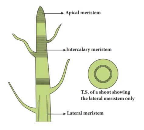 Meristematic Tissue Definition Types Characteristics Biology