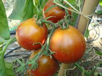 black pear Tomate birnenförmige Tomaten