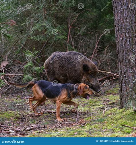 Jagd Auf Wildschwein Stockbild Bild Von Landwirtschaftlich