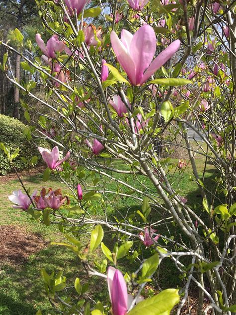 Symbols Of The South Magnolias Are Native To The Deep South By