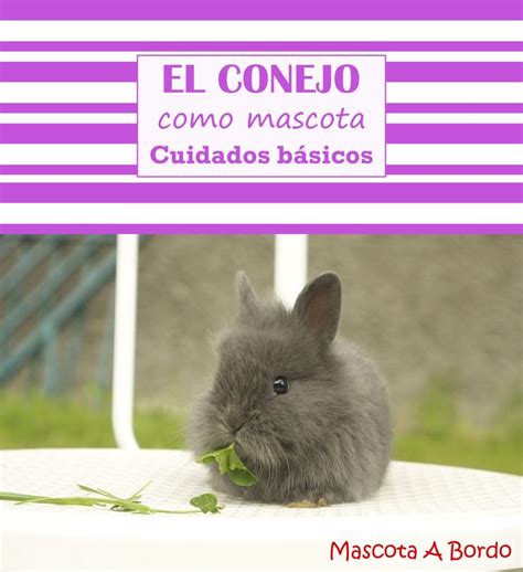 El Conejo Como Mascota Cuidados B Sicos Mascota A Bordo Mascotas