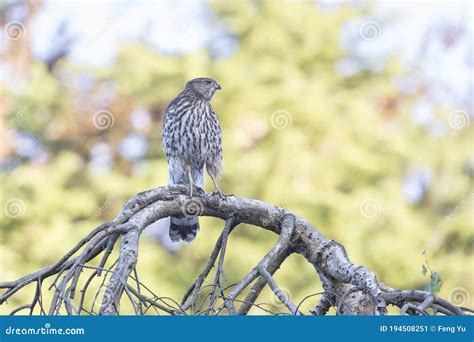 Juvenile cooper`s hawk stock image. Image of cooper - 194508251