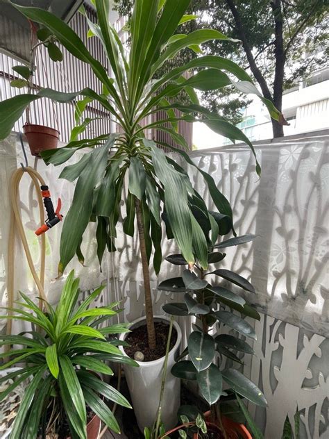 Tall Iron Tree Dracaena Fragrans With White Pot Furniture Home