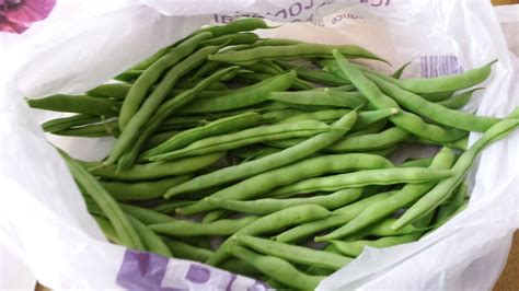 How To Grow Climbing Beans Hubpages