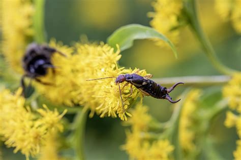 European Earwig - Free photo on Pixabay - Pixabay