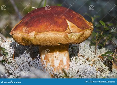 Colheita De Cogumelos Na Floresta Cogumelo Boleto Dilus Cogumelos