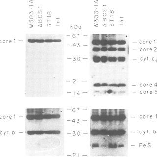 Western Blot Analysis Of Ubiquinol Cytochrome C Reductase Subunit