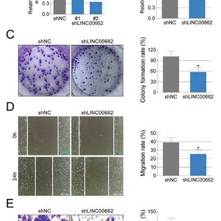 Linc Knockdown Inhibits Proliferation Migration And Invasion Of