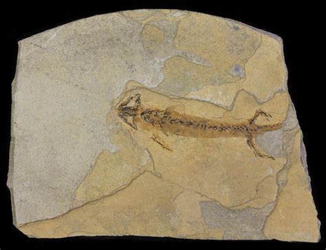 2.7" Permian Branchiosaur (Amphibian) Fossil - Germany For Sale (#63606 ...